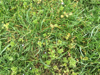 Mauvaise Herbe 08.jpg