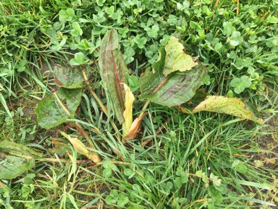 Mauvaise Herbe 11.jpg