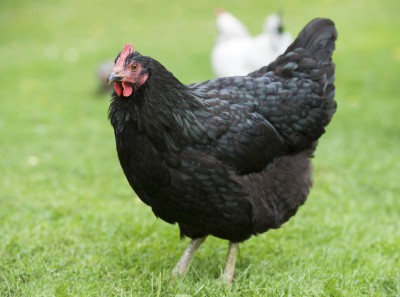 poule-noire-full-11321605.jpg