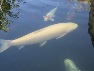 poisson bassin 14.07.2018-min.JPG