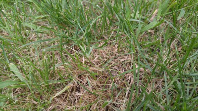 IMG_20180722_131508.jpg