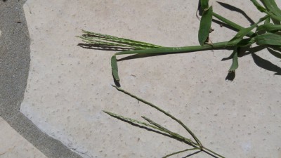 IMG_20180728_144610.jpg