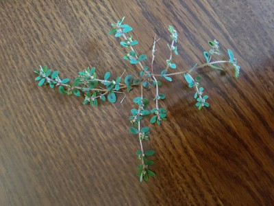 20180731_085741.jpg