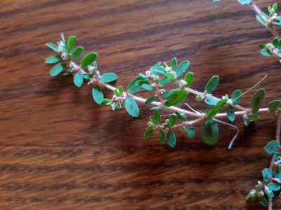20180731_085757.jpg