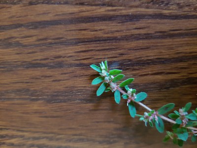 20180731_085809.jpg