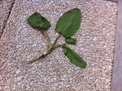 Plante parasite.JPG