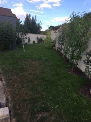 2 après arrachage de la mauvaise herbe.jpg