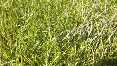 MYXOMYCOSE sur gazon 1.jpg