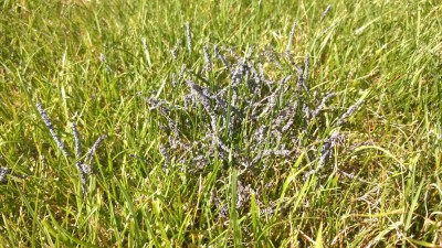 MYXOMYCOSE sur gazon 2.jpg