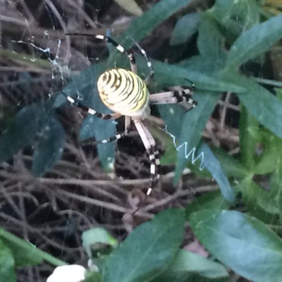 araigné de jardin 1.jpg