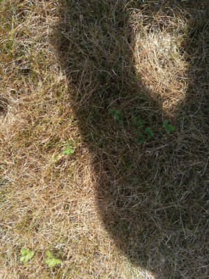 herbes 1.jpg