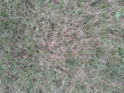 herbes 2.jpg