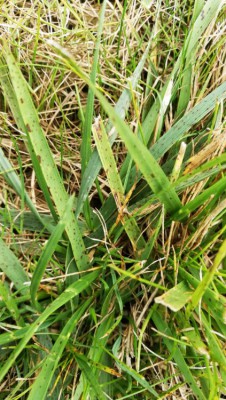 herbes2.jpg