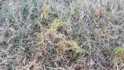 Voici ce qui se cache sous cette masse sèche