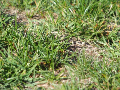 Pelouse 005.JPG