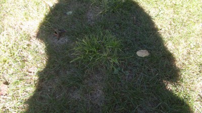 IMG_20180925_131140.jpg