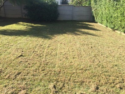 scarification après tonte