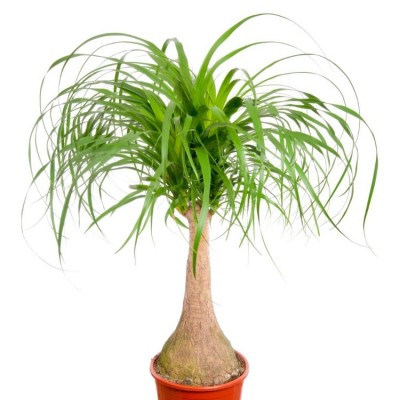 beaucarnea.jpg