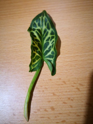 feuille pelouse.jpg
