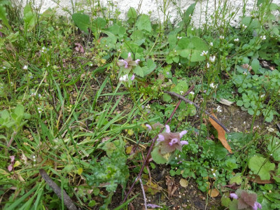 mauvaise-herbe2.jpg