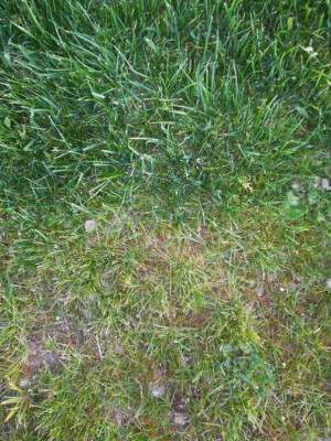 Zoom avec herbes jaunes et vertes côté à côté