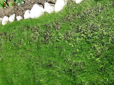 encore des trous et des mauvaises herbes