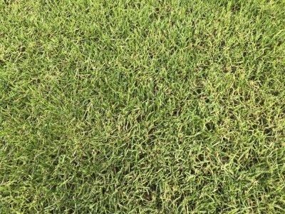 IMG_3356.jpeg