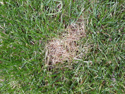 dollar spot 2.jpg