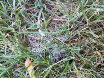 dollar spot.jpg