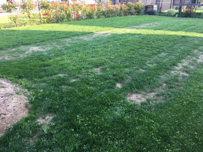 Mauvaise herbe qui parsème le gazon