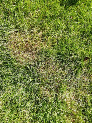 IMG_20190516_172652.jpg