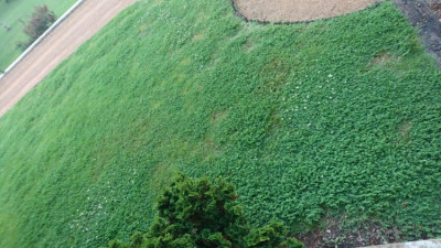 Zone très colonisé par le trefle et quelques pissenlit