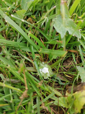 IMG_20190610_160905.jpg