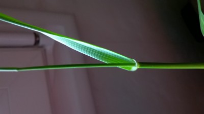 WP_20160414_004.jpg