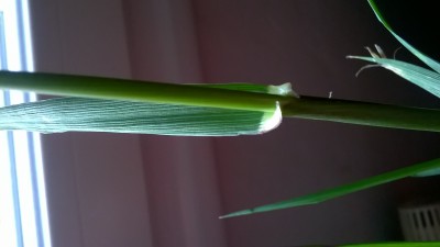 WP_20160414_006.jpg