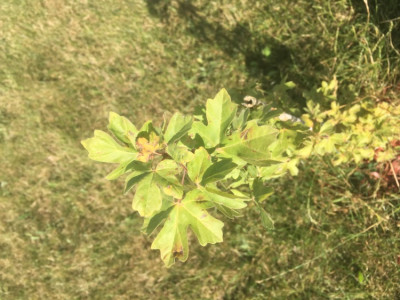 118ABDF9-1FAE-4209-8281-B1E5E06B9A5D.jpeg