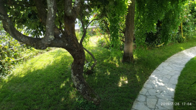 IMG_20190728_170445.jpg