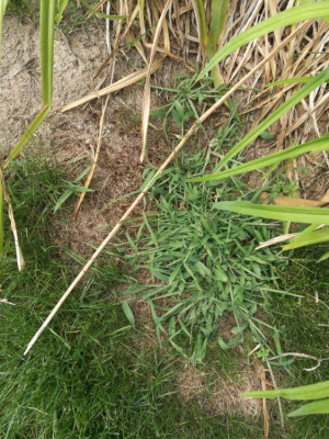 mauvaise herbe gazon.jpg