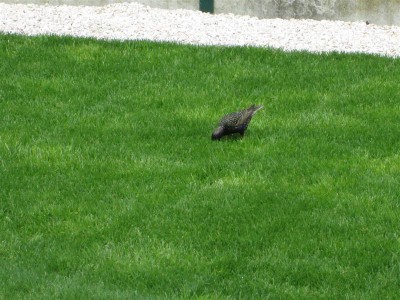 IMG_1756 (Medium).JPG