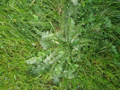 chicorée sauvage