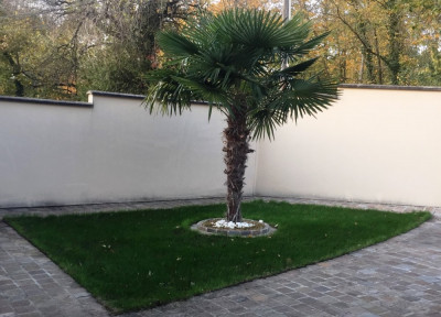 gazon palmier jeune 09 2019