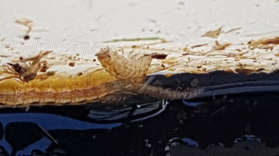 Ce matin dans le panier du robot de piscine