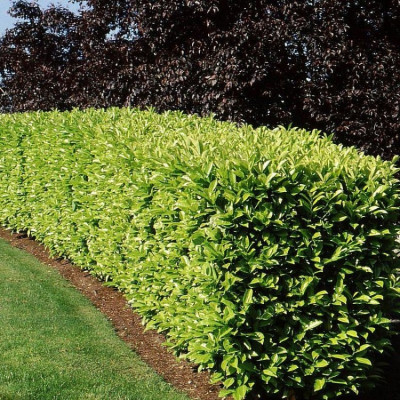 prunus_laurocerassus_caucasica_-_haie_laurier.jpg