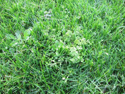 mini_IMG_5170.JPG
