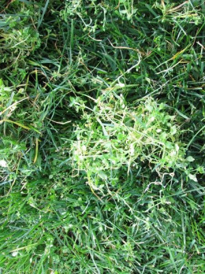 mini_IMG_5169.JPG