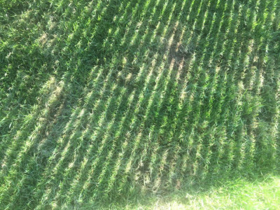 IMG-4538.JPG