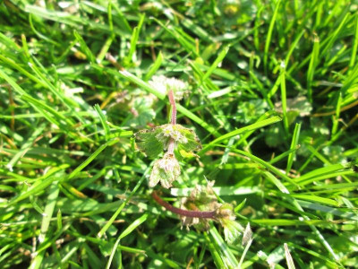 mini_IMG_5192.JPG