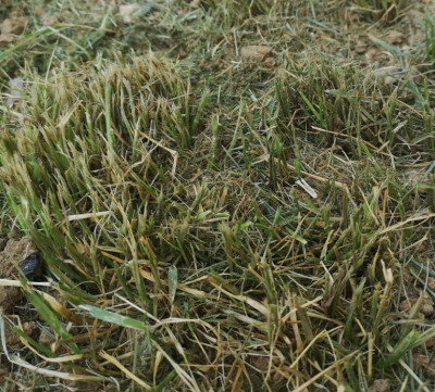 Herbe1.jpg