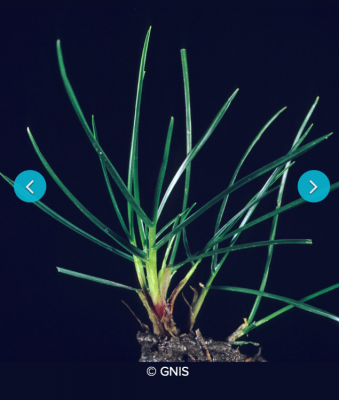 RayGrass.png