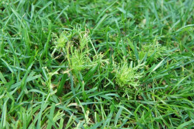 DSC05916.JPG